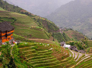 Longji Terraced Field